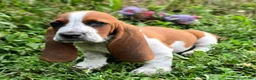 Basset Hound dogs for sale: Crosis (Purple) - Ad 1