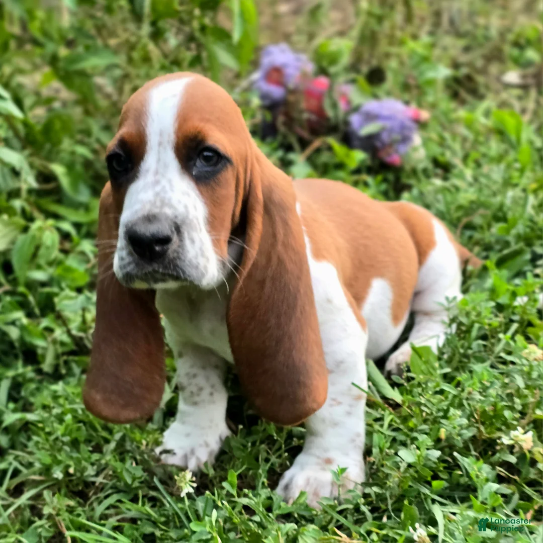 Basset Hound dogs for sale: Crosis (Purple) - Ad 1