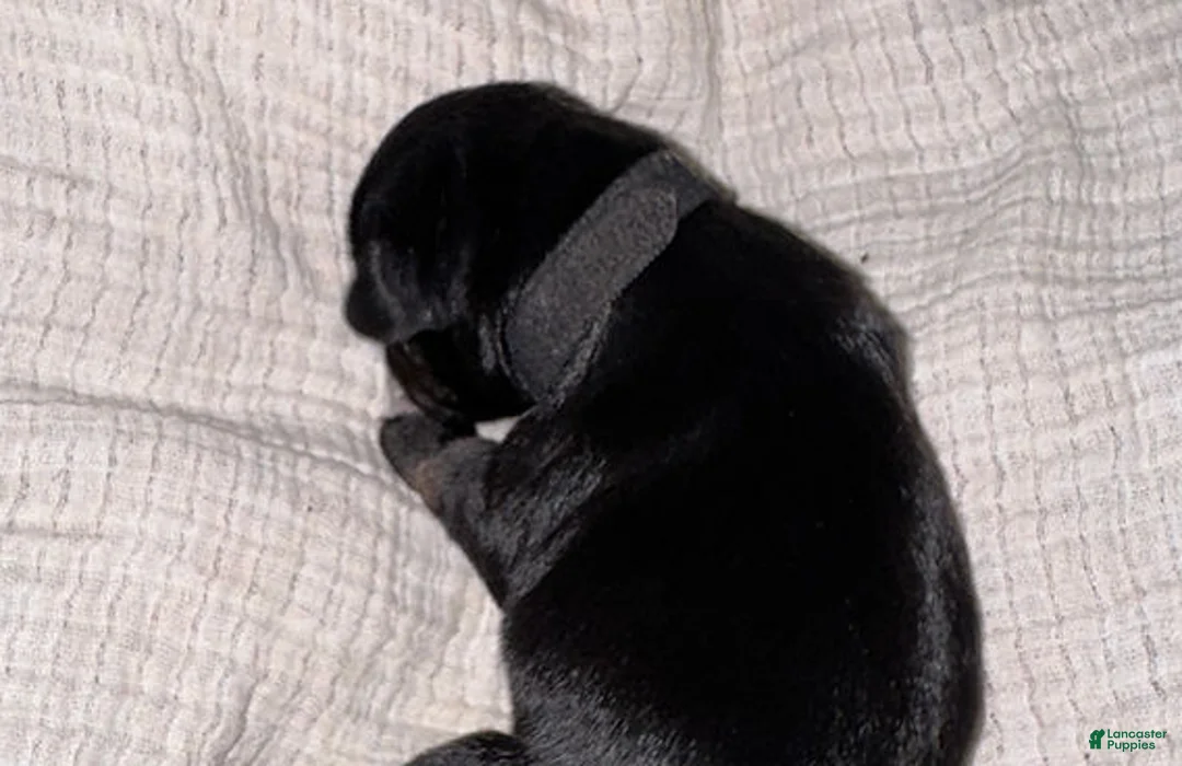 Miniature Schnauzer dogs for sale: Duke - Ad 2