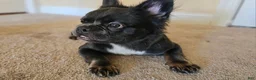 French Bulldog dogs for sale: French Bulldog Puppy 1 - Ad 1