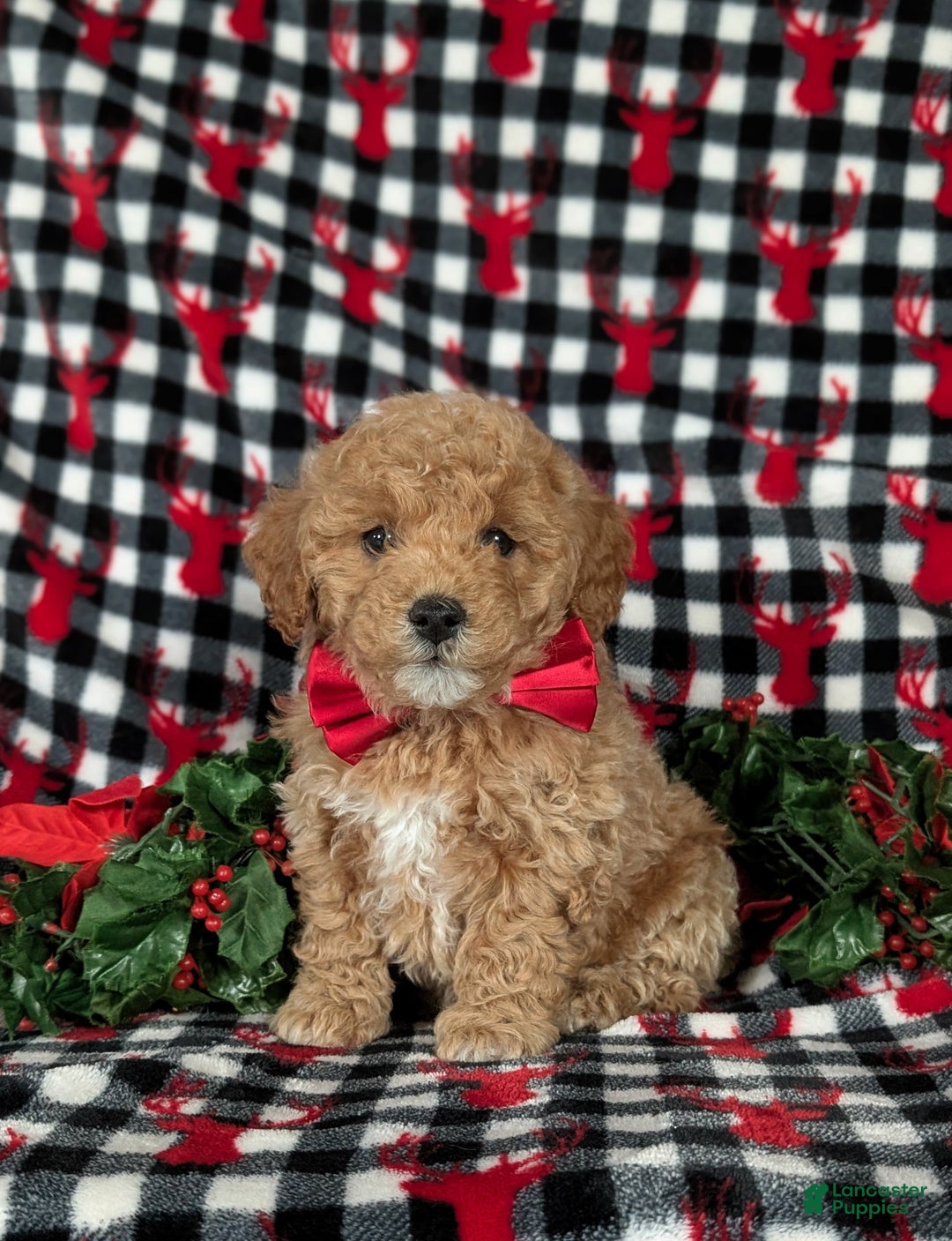 Havapoo dogs for sale: Blaze Ready for Christmas! - Ad 2