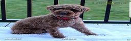 Toy Poodle dogs for sale: Pearl - Ad 15