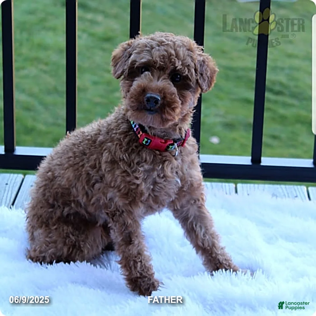 Toy Poodle dogs for sale: Patrick - Ad 33