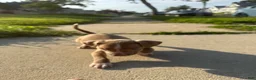 American Bully dogs for sale: Cupcake  - Ad 2