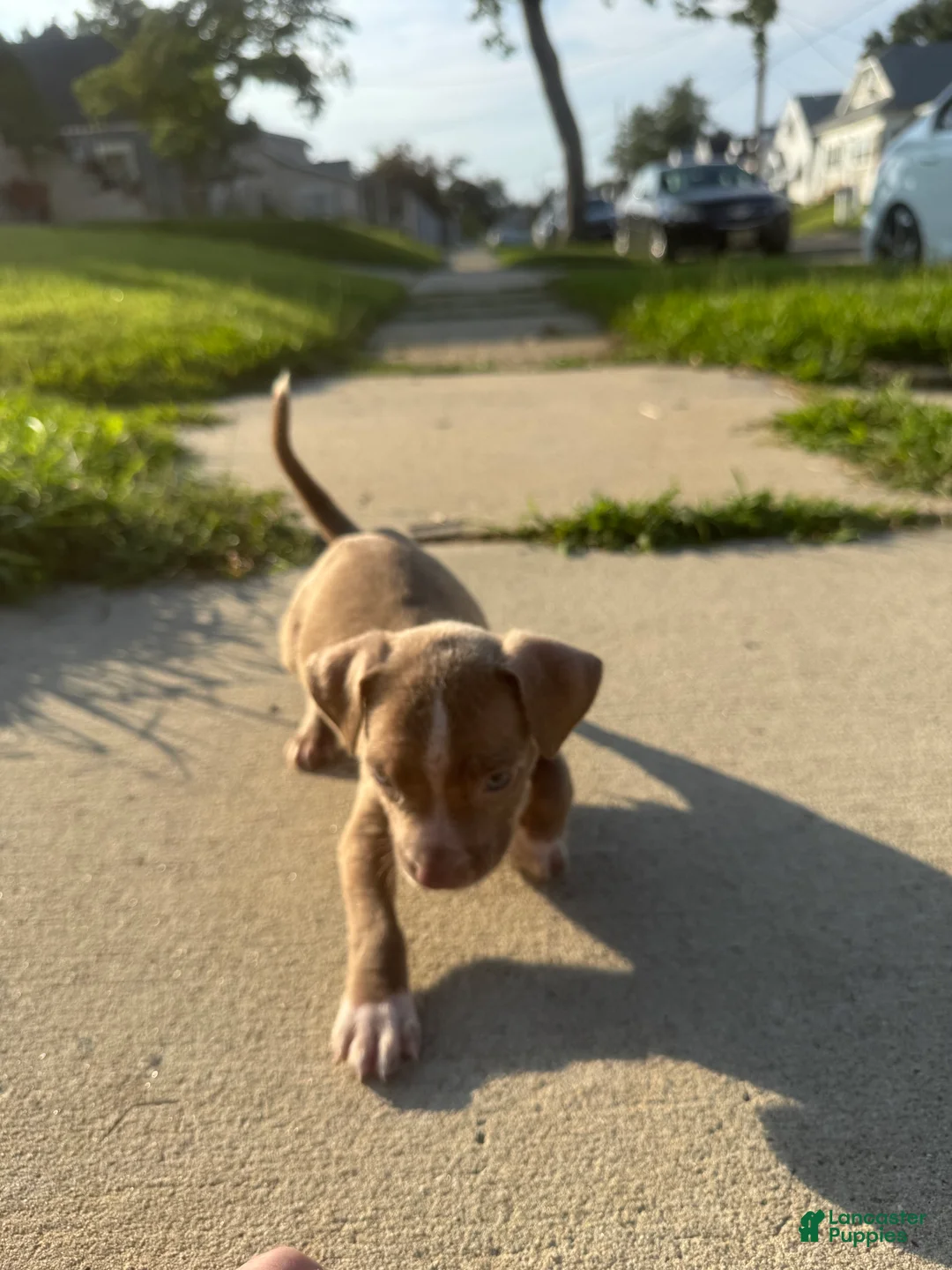 American Bully dogs for sale: Cupcake  - Ad 2