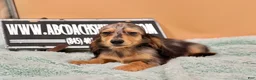 Miniature Dachshund dogs for sale: Miniature Dachshund Puppy 2 - Ad 7