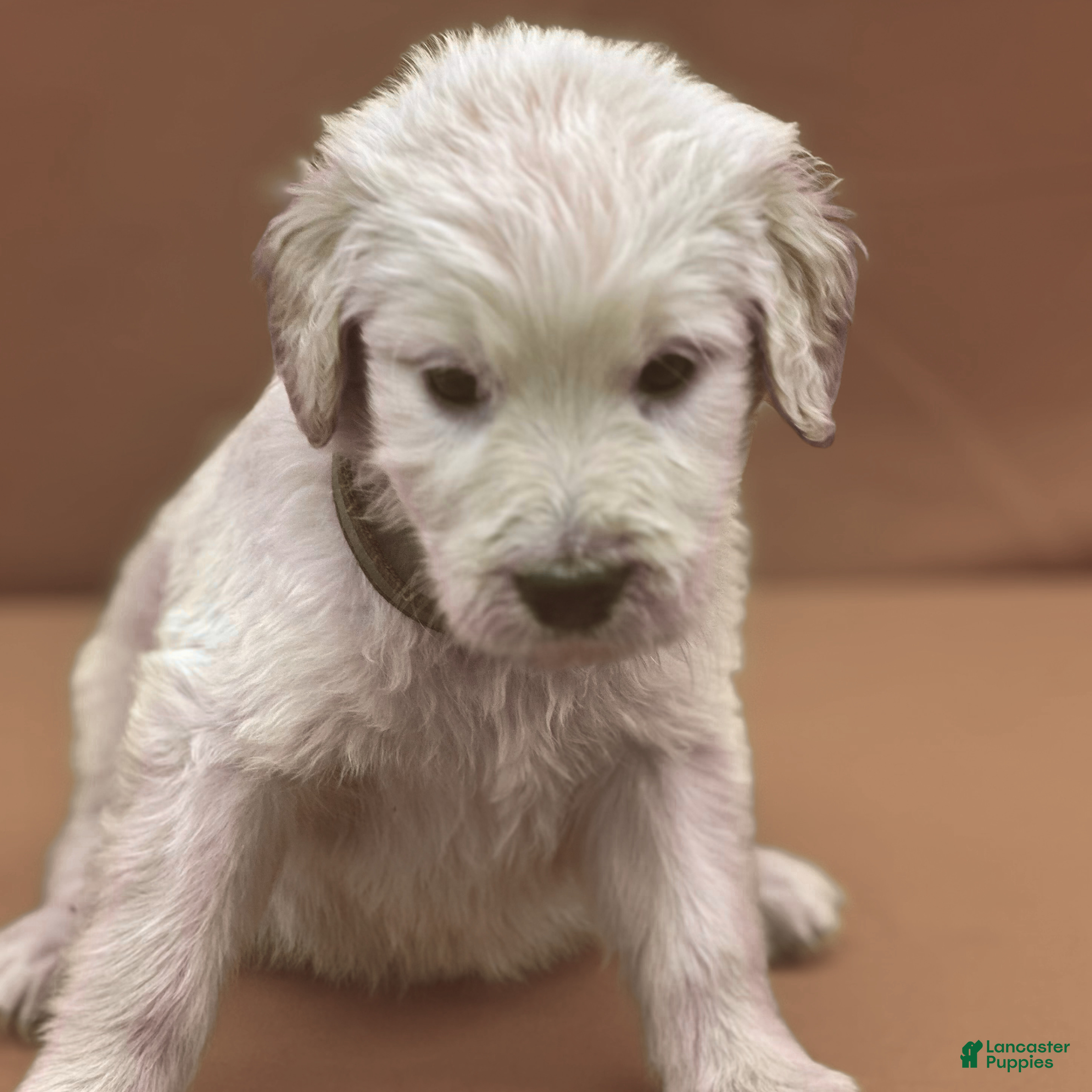 Goldendoodle dogs Sabine Wren - Ad 1