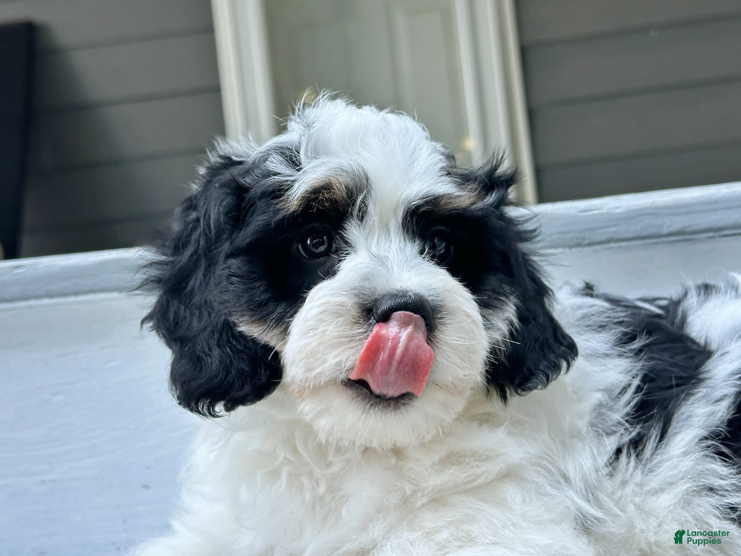 Mini Bernedoodle dogs 🪸 🐠 REEF 🐠 🪸  - Ad 1