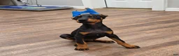 Doberman Pinscher dogs for sale: Azarel - Ad 1