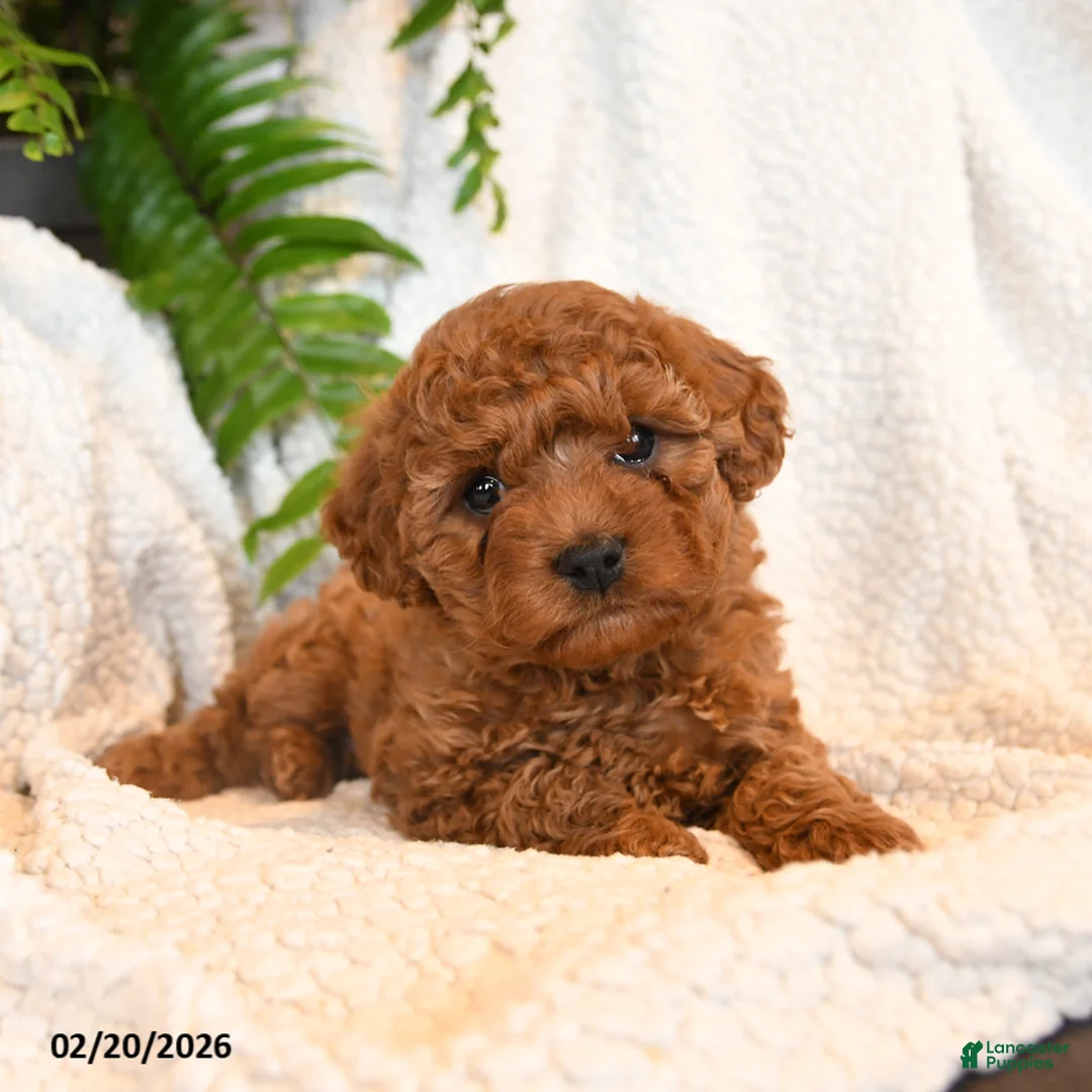 Cavapoo dogs for sale: Lily - Ad 2