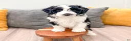 Aussiedoodle dogs for sale: Oreo - Ad 2