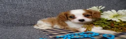 Cavalier King Charles Spaniel dogs for sale: Bozo - Ad 3
