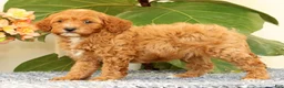 Cavapoo dogs for sale: AJ - Ad 6