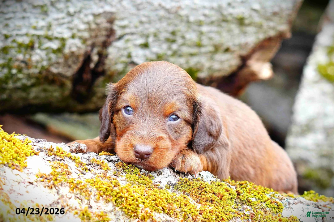 Miniature Dachshund dogs for sale: Carly - Ad 5