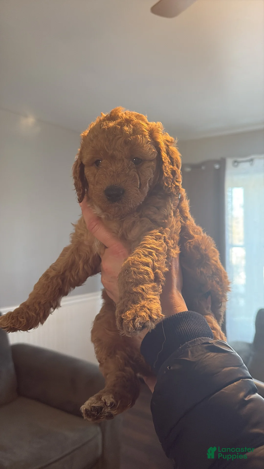 Mini Goldendoodle dogs for sale: Mini Goldendoodle Puppy 6 - Ad 4