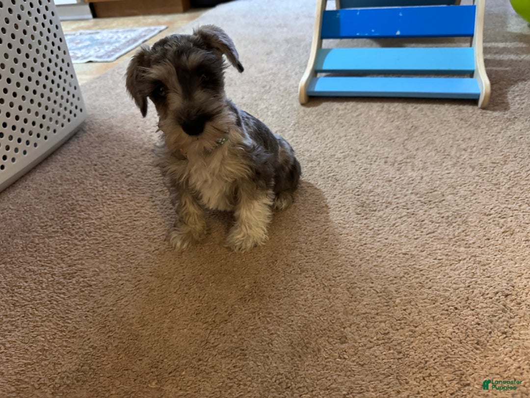 Miniature Schnauzer dogs for sale: Miniature Schnauzer Puppy 1 - Ad 2