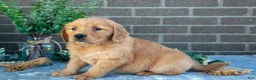 Golden Retriever dogs for sale: Peaches - Ad 3