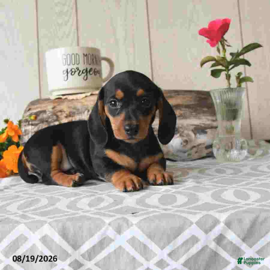 Miniature Dachshund dogs Sophie - Ad 2