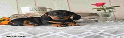 Miniature Dachshund dogs for sale: Sophie - Ad 2