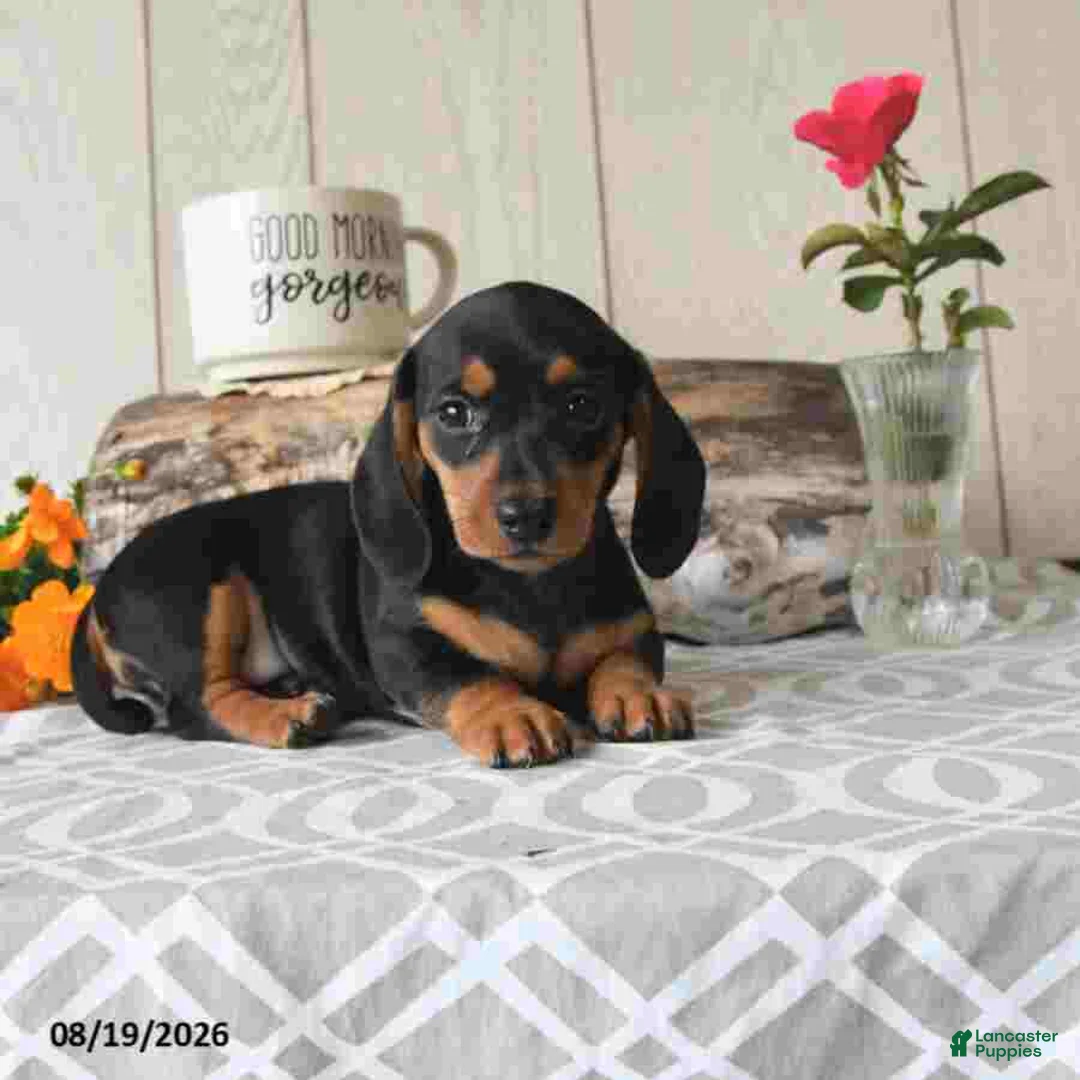 Miniature Dachshund dogs for sale: Sophie - Ad 2
