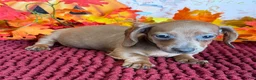 Miniature Dachshund dogs for sale: Amaretta - Ad 2