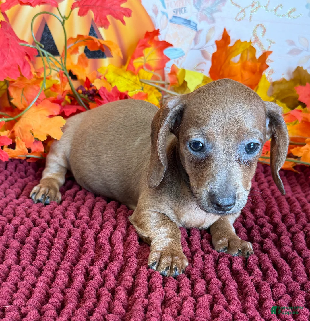 Miniature Dachshund dogs for sale: Amaretta - Ad 2