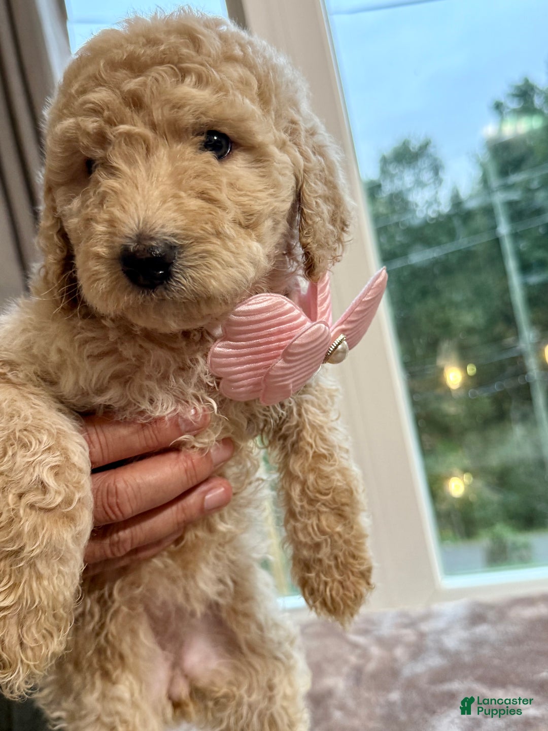 Standard Poodle dogs for sale: Standard Poodle Puppy 6 - Ad 2