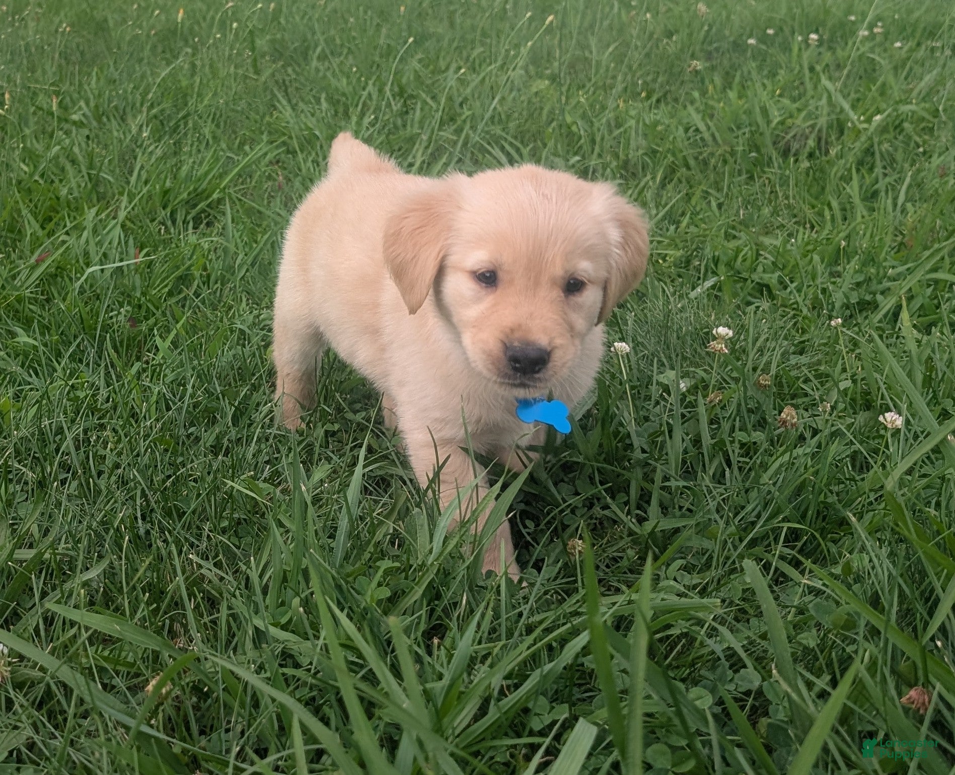 Golden Retriever dogs Ruby - Ad 1