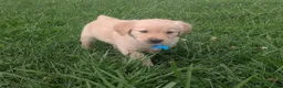 Golden Retriever dogs for sale: Ruby - Ad 1