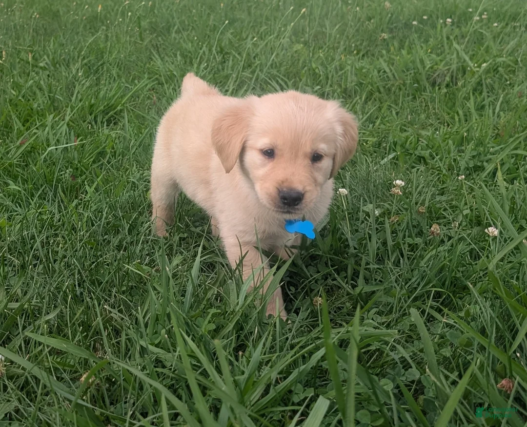 Golden Retriever dogs for sale: Ruby - Ad 1