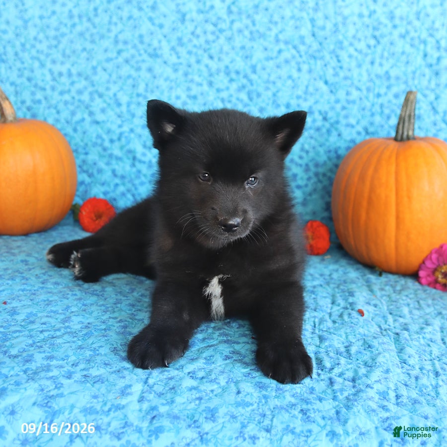 Pomsky dogs Tate - Ad 2