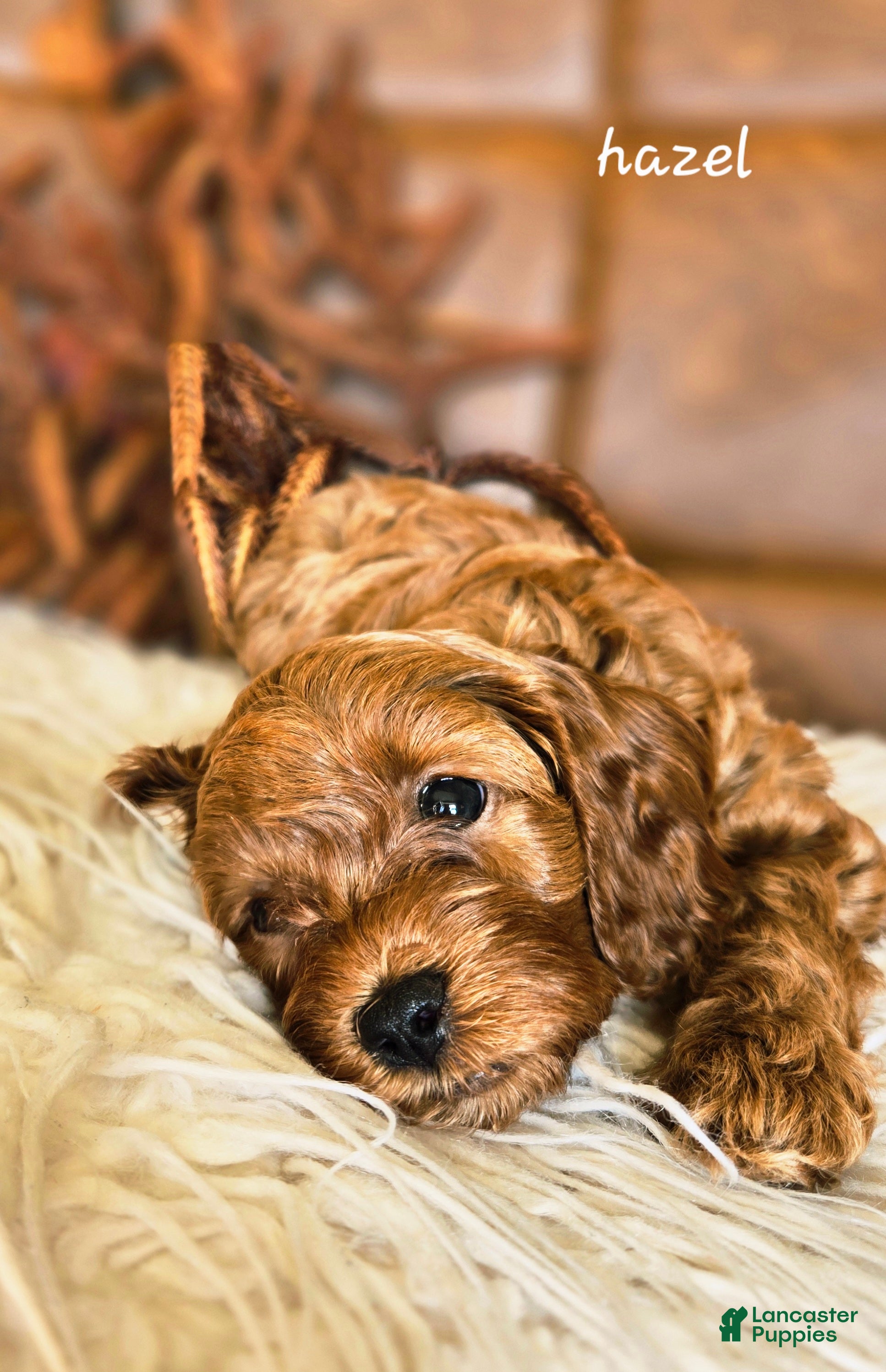 Cavapoo dogs Hazel - Ad 1
