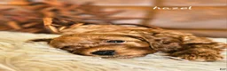 Cavapoo dogs for sale: Hazel - Ad 1