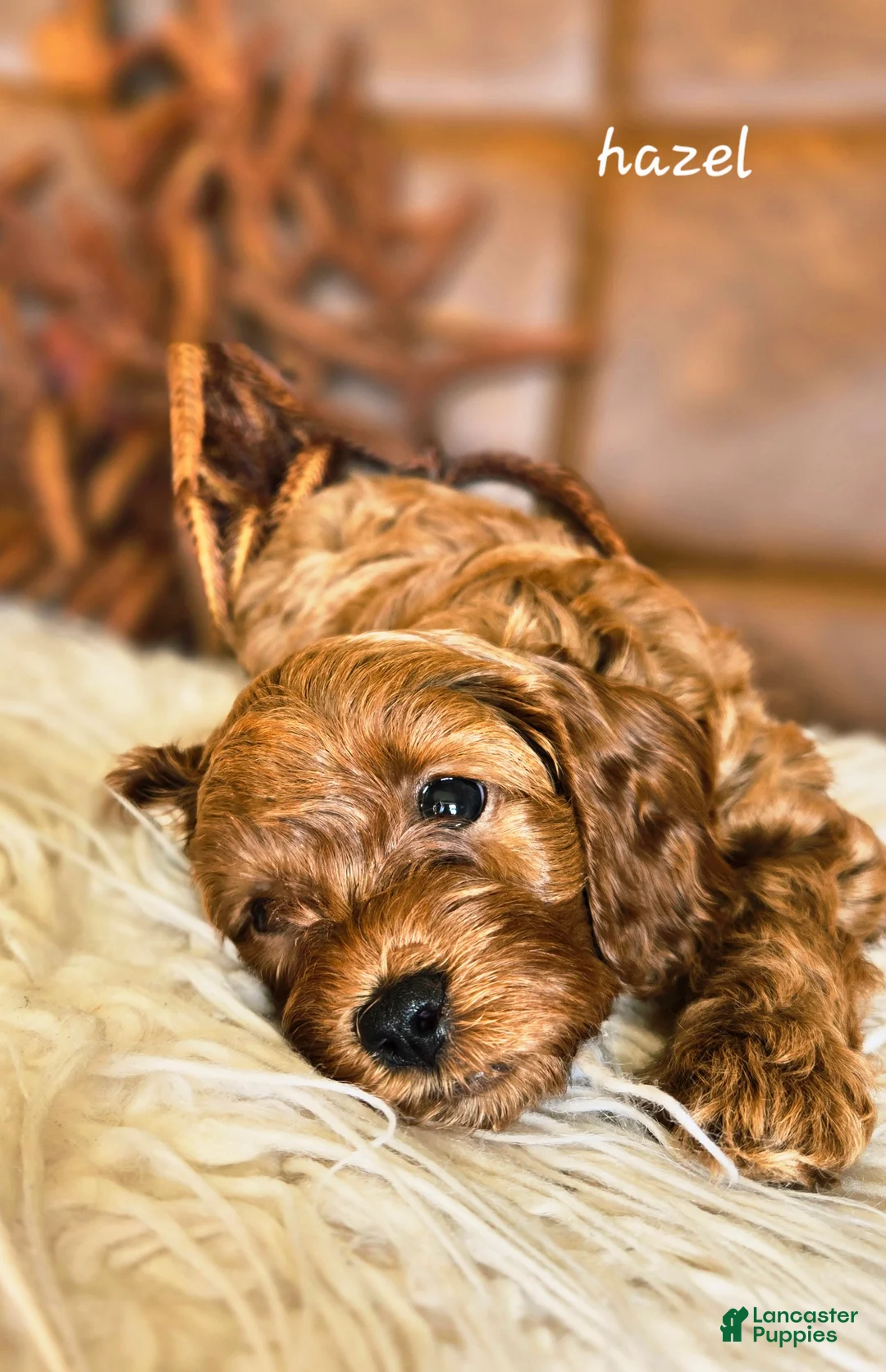 Cavapoo dogs for sale: Hazel - Ad 1