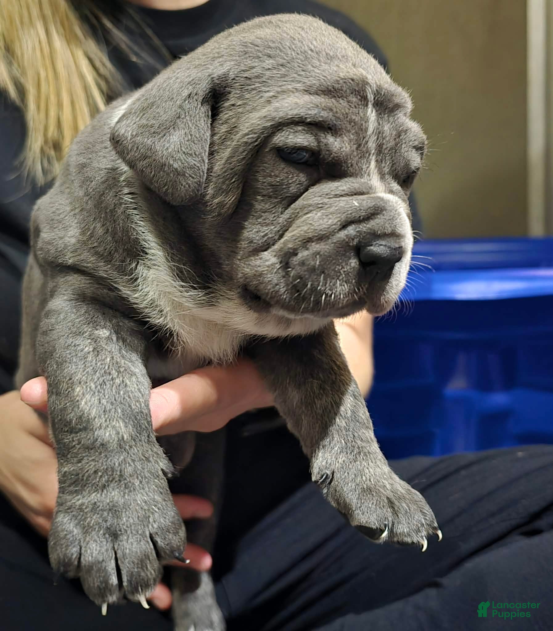 Cane Corso dogs Bandit - Ad 2