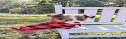 Chihuahua dogs for sale: Chihuahua 1 - Ad 4