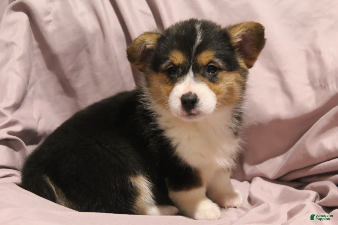 Welsh Corgi Pembroke dogs for sale: Maggie - Ad 5