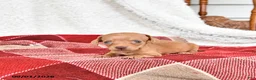 Miniature Dachshund dogs for sale: Graham - Ad 4
