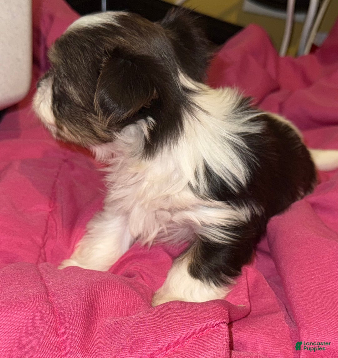 Yorkshire Terrier dogs for sale: Nova - Ad 7