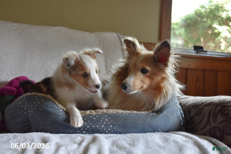 Shetland Sheepdog dogs for sale: Lilac - Ad 6