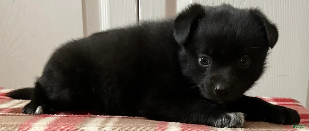 Mixed Breed dogs for sale: Lily - Ad 2