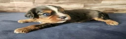 Cavalier King Charles Spaniel dogs for sale: #2 Male (Lori's) - Ad 2