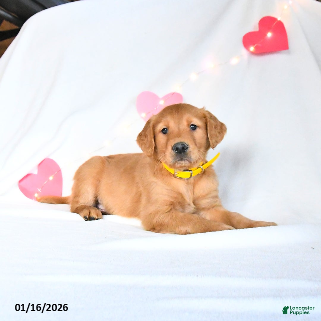 Golden Retriever dogs for sale: Merlin - Ad 5