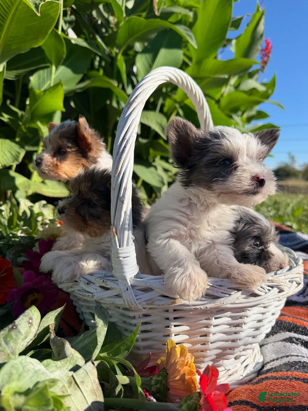 Yorkshire Terrier dogs for sale: Yorkshire Terrier 4 - Ad 8