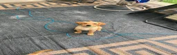 Labrador Retriever dogs for sale: Light green collar Yodi - Ad 1