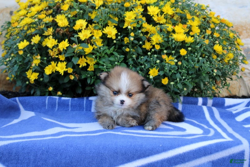 Pomeranian dogs Fiona - Ad 2