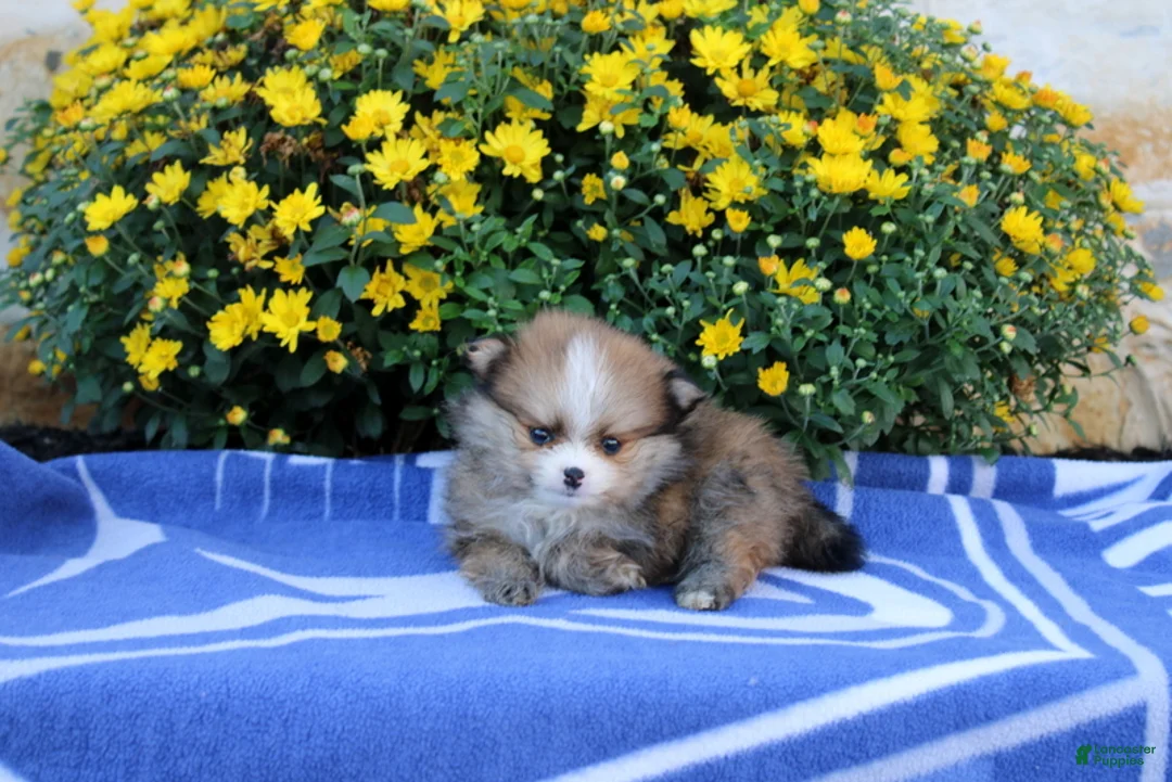 Pomeranian dogs for sale: Fiona - Ad 2