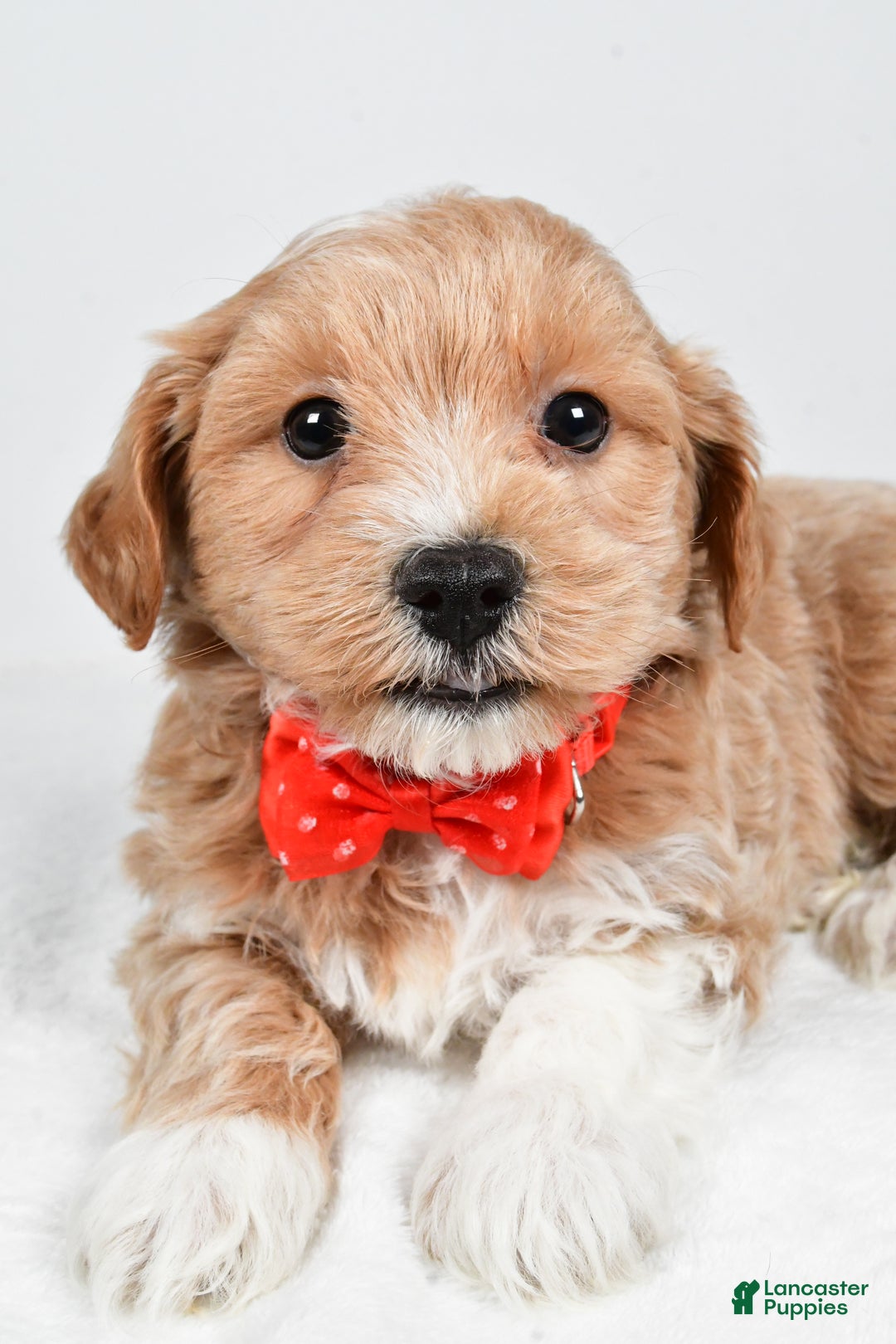 Maltipoo dogs for sale: Jake - Ad 2