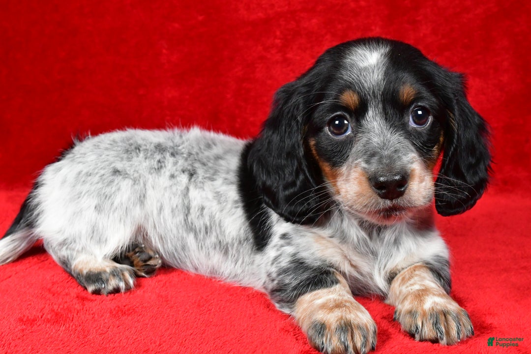 Miniature Dachshund dogs for sale: Daisy - Ad 12