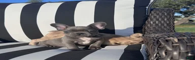 French Bulldog 4